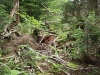 Blowdown near wetland